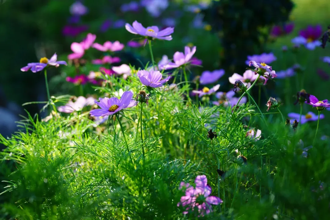 Jarné tulipány a cibuľoviny v záhradnom centre Hladovka