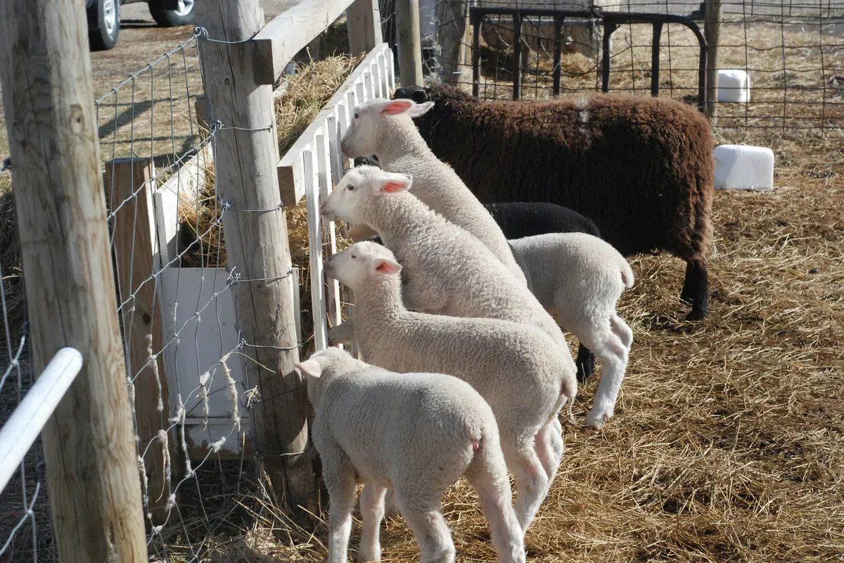 Krmivá pre hospodárske zvieratá - AUMAS Orava