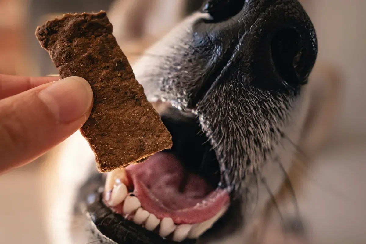 Pre psov a mačky - AUMAS Orava