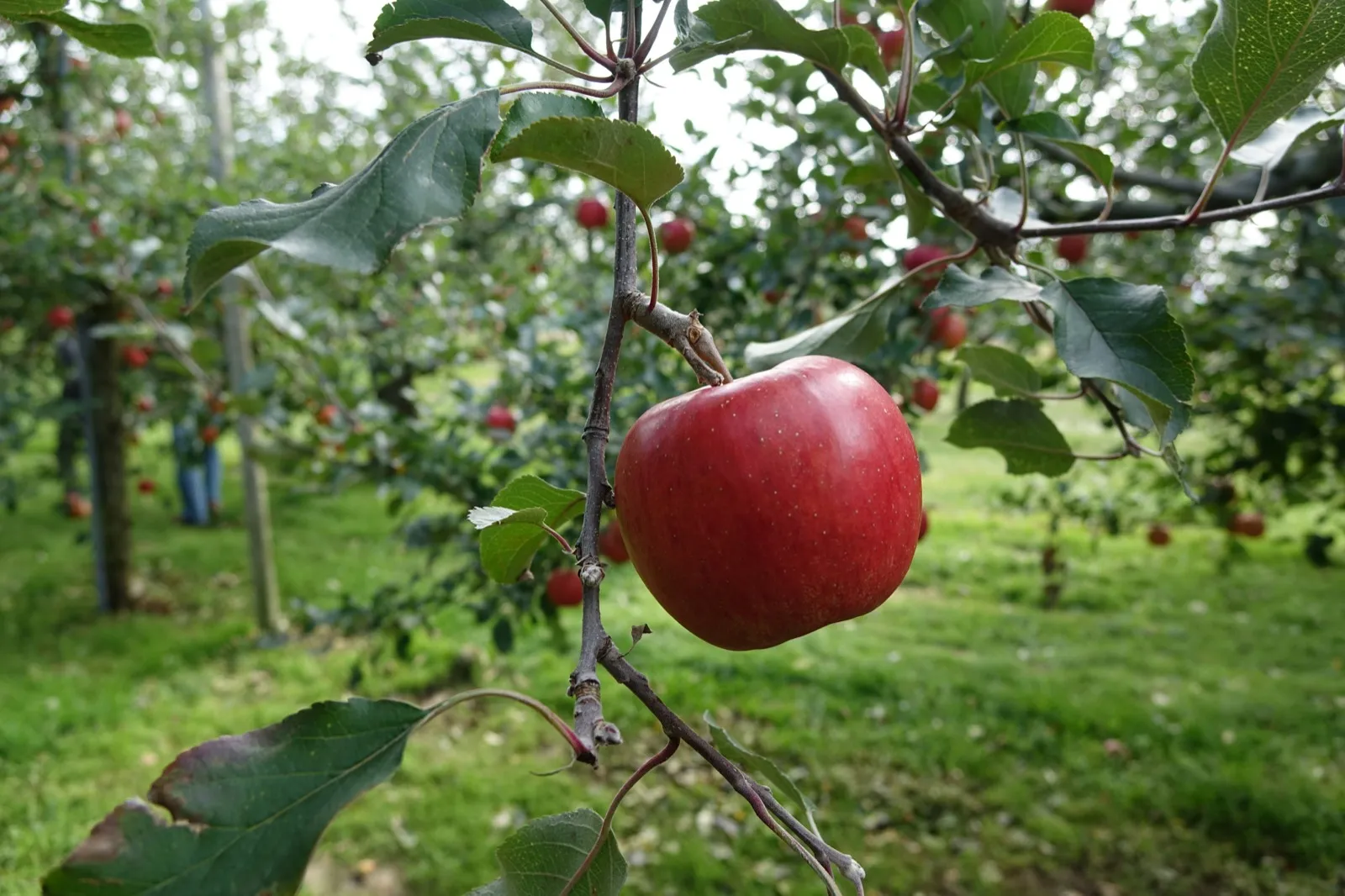 Sadenice a priesady - Záhradné centrum Orava
